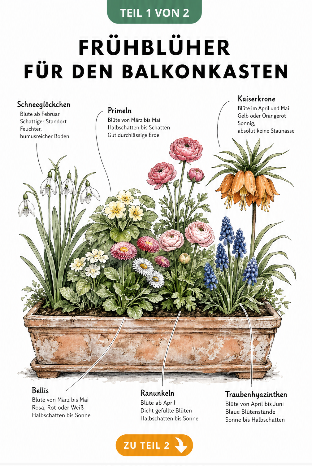 Illustration eines Balkonkastens mit Frühblühern wie Schneeglöckchen, Primeln und Bellis