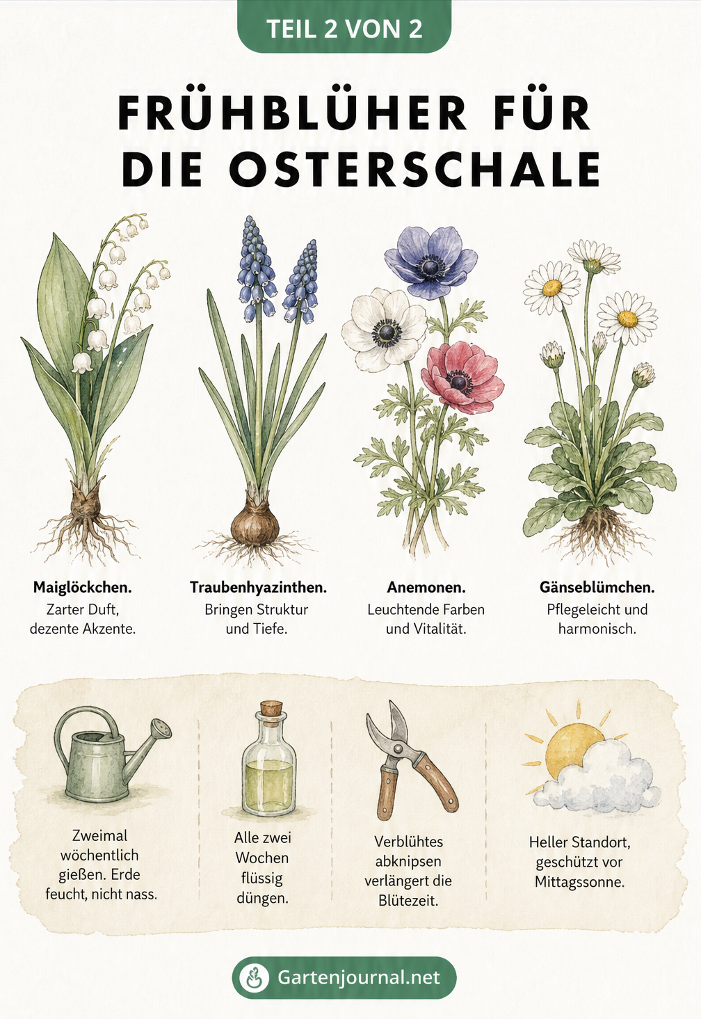 Illustration von Fruehbluehern wie Maigloeckchen und Traubenhyazinthen mit Pflegetipps
