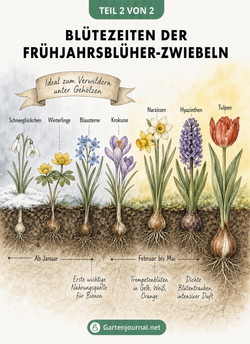 Illustration einer Gartenlandschaft, die die Blütezeiten von Frühjahrsblühern wie Schneeglöckchen, Krokussen, Narzissen, Hyazinthen und Tulpen vom Spätwinter...