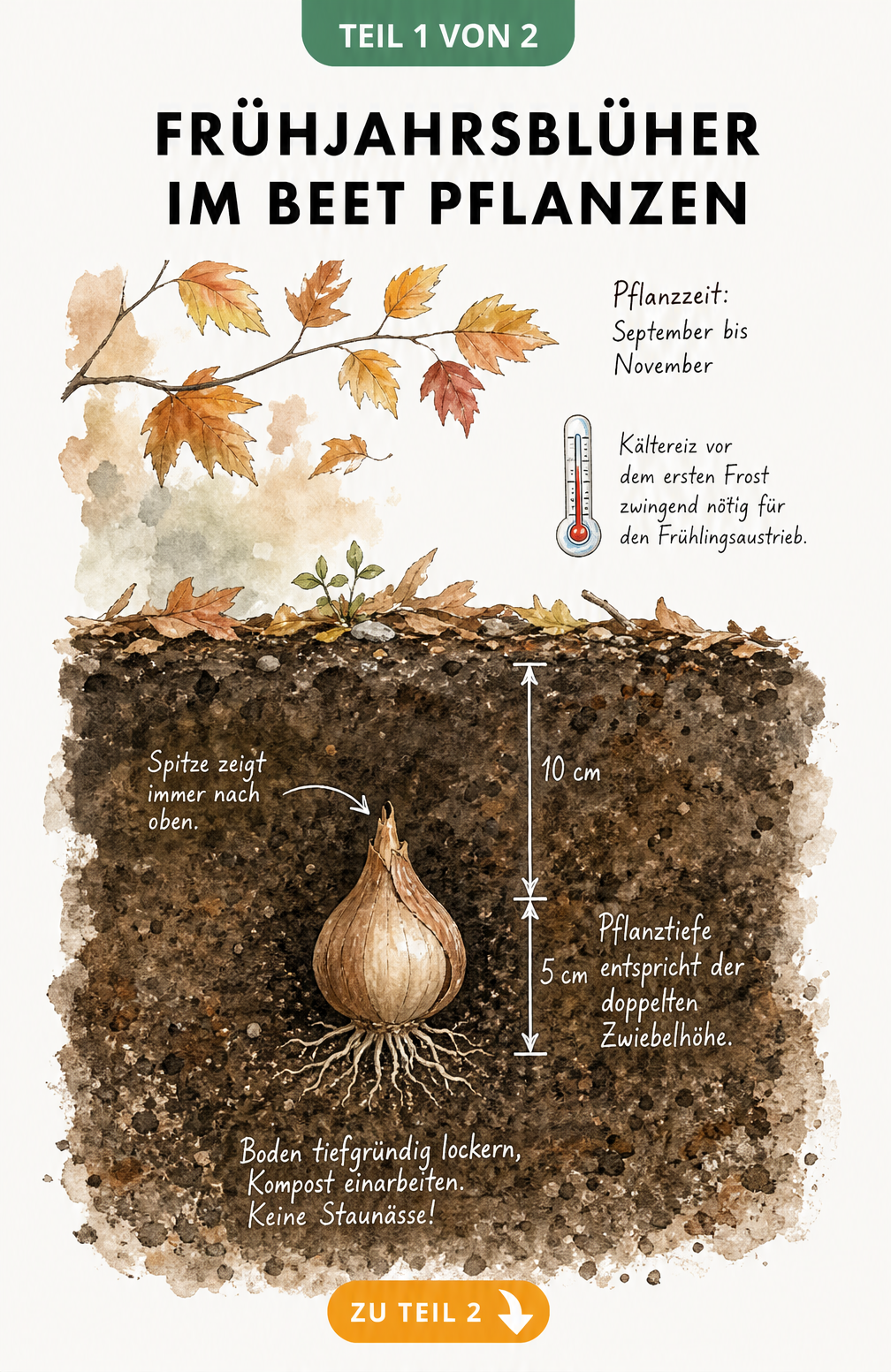 Querschnitt eines Gartenbodens mit einer Blumenzwiebel, die Pflanztiefe und Ausrichtung zeigt