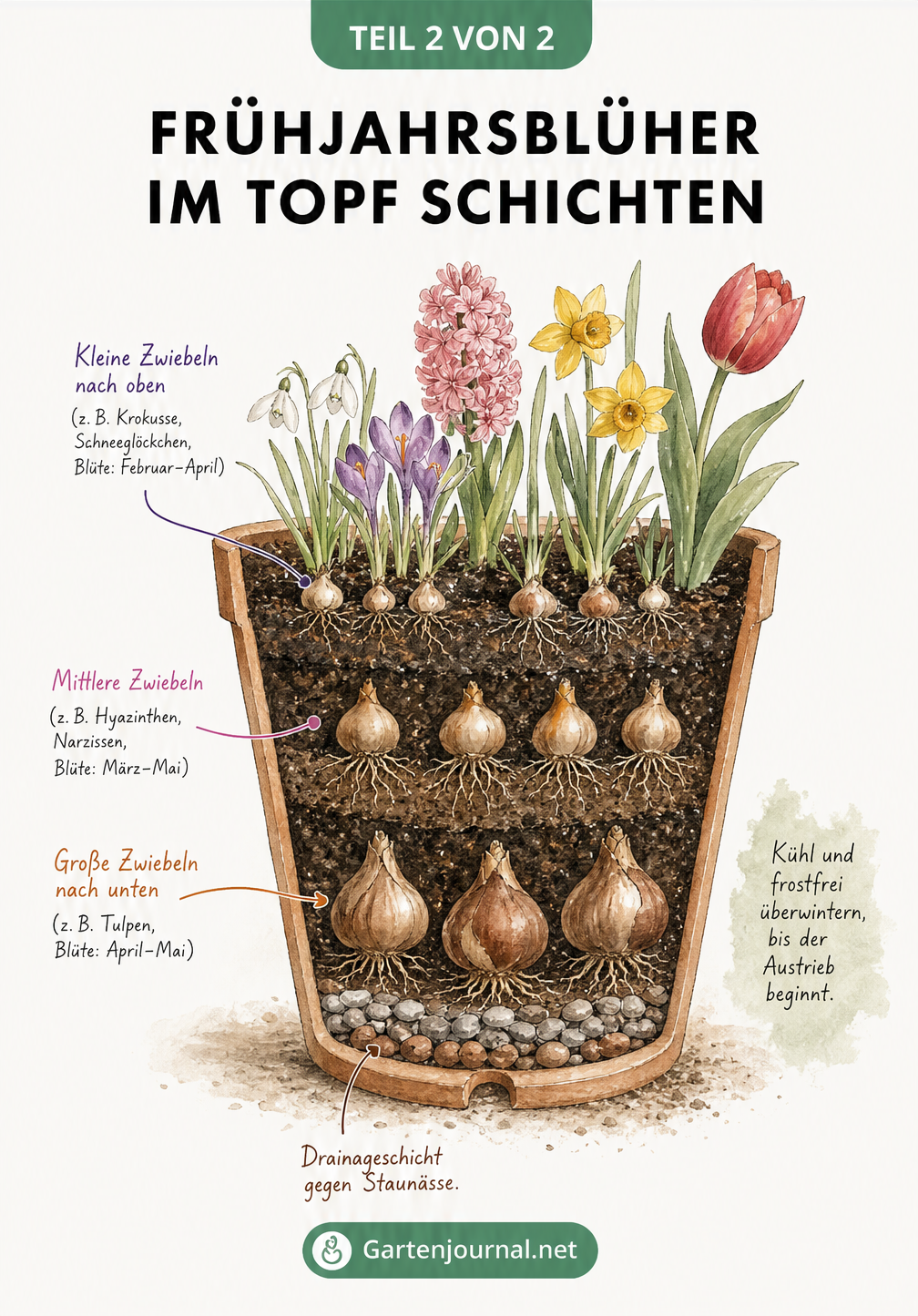 Querschnitt eines Terrakotta-Topfes mit drei Schichten Blumenzwiebeln und Drainageschicht