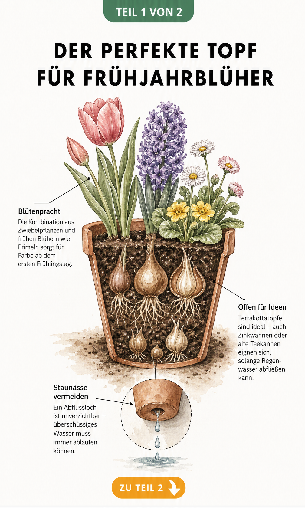 Querschnitt eines bepflanzten Terrakottatopfs mit Tulpen, Hyazinthen und Gänseblümchen, der den richtigen Aufbau für Frühjahrsblüher zeigt.