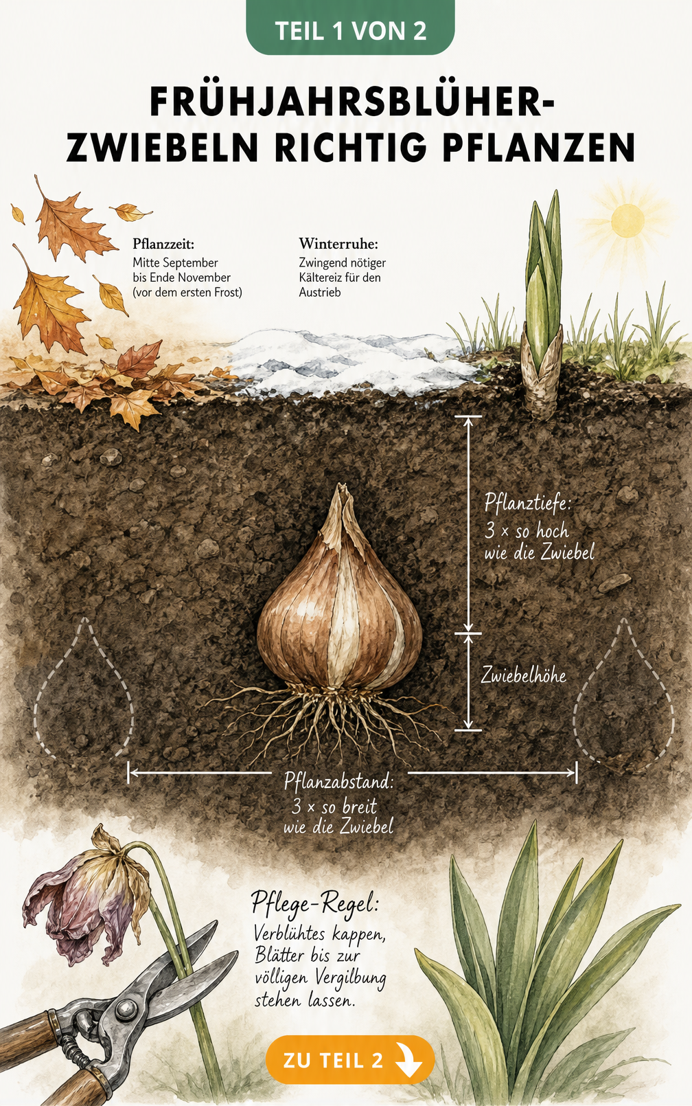 Querschnitt eines Gartenbodens mit einer Tulpenzwiebel, die Pflanztiefe und Pflanzabstand zeigt, sowie Jahreszeiten-Strahl und Pflege-Regel.