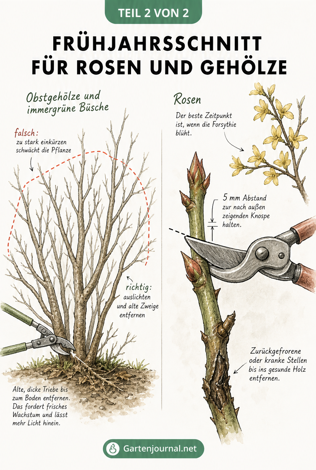 Skizze zum Frühjahrsschnitt von Obstgehölzen und Rosen mit Gartenschere