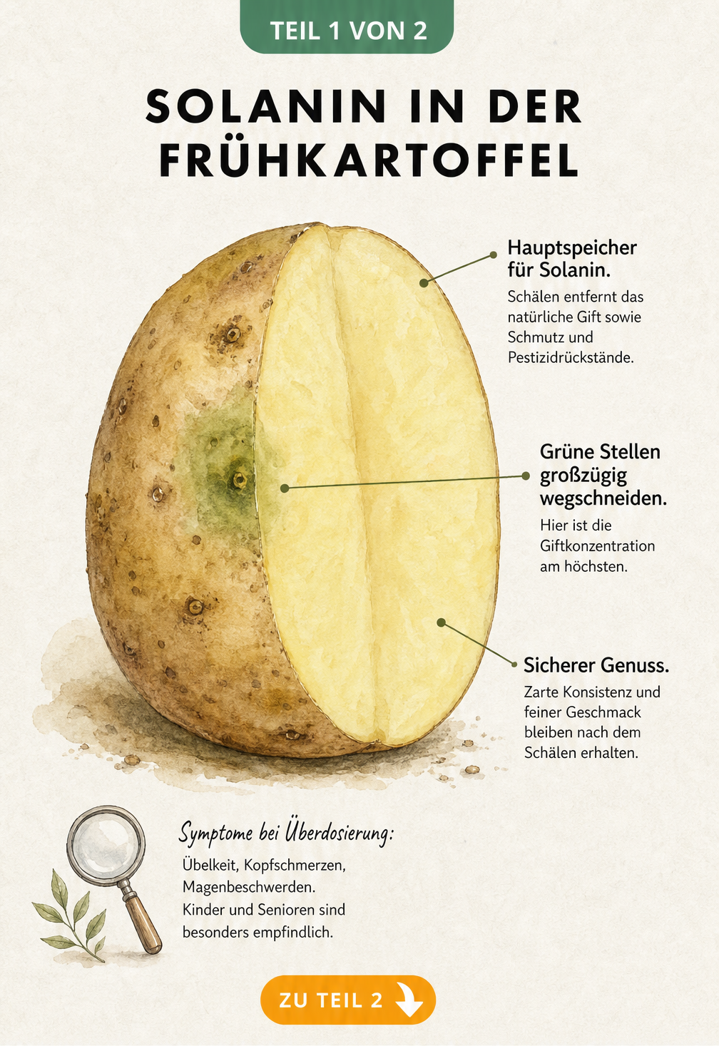 Aquarell-Illustration einer aufgeschnittenen Frühkartoffel, die den Solaningehalt in der Schale und grünen Stellen erklärt.