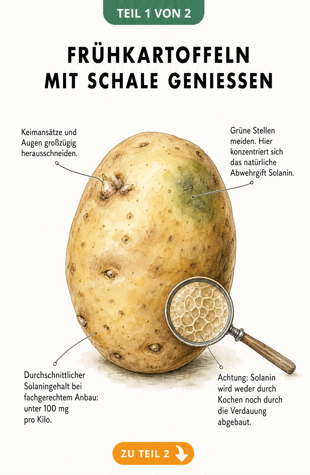 Botanische Illustration einer Frühkartoffel mit Hinweisen zum Solaningehalt und dem Entfernen von Keimansätzen und grünen Stellen.