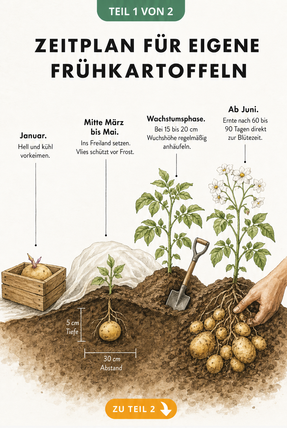 Zeitleiste zum Anbau von Frühkartoffeln vom Vorkeimen im Januar bis zur Ernte im Juni