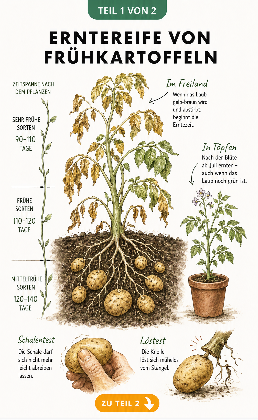 Illustration einer Kartoffelpflanze im Querschnitt, die den Erntezeitpunkt von Frühkartoffeln anhand von welkem Laub und dem Schalentest zeigt.