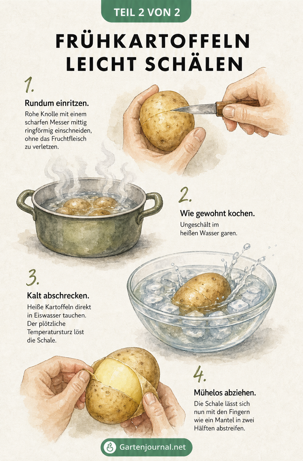 Illustration der Einschneidemethode zum leichten Schälen von Frühkartoffeln in vier Schritten: Einritzen, Kochen, Abschrecken und Abziehen.