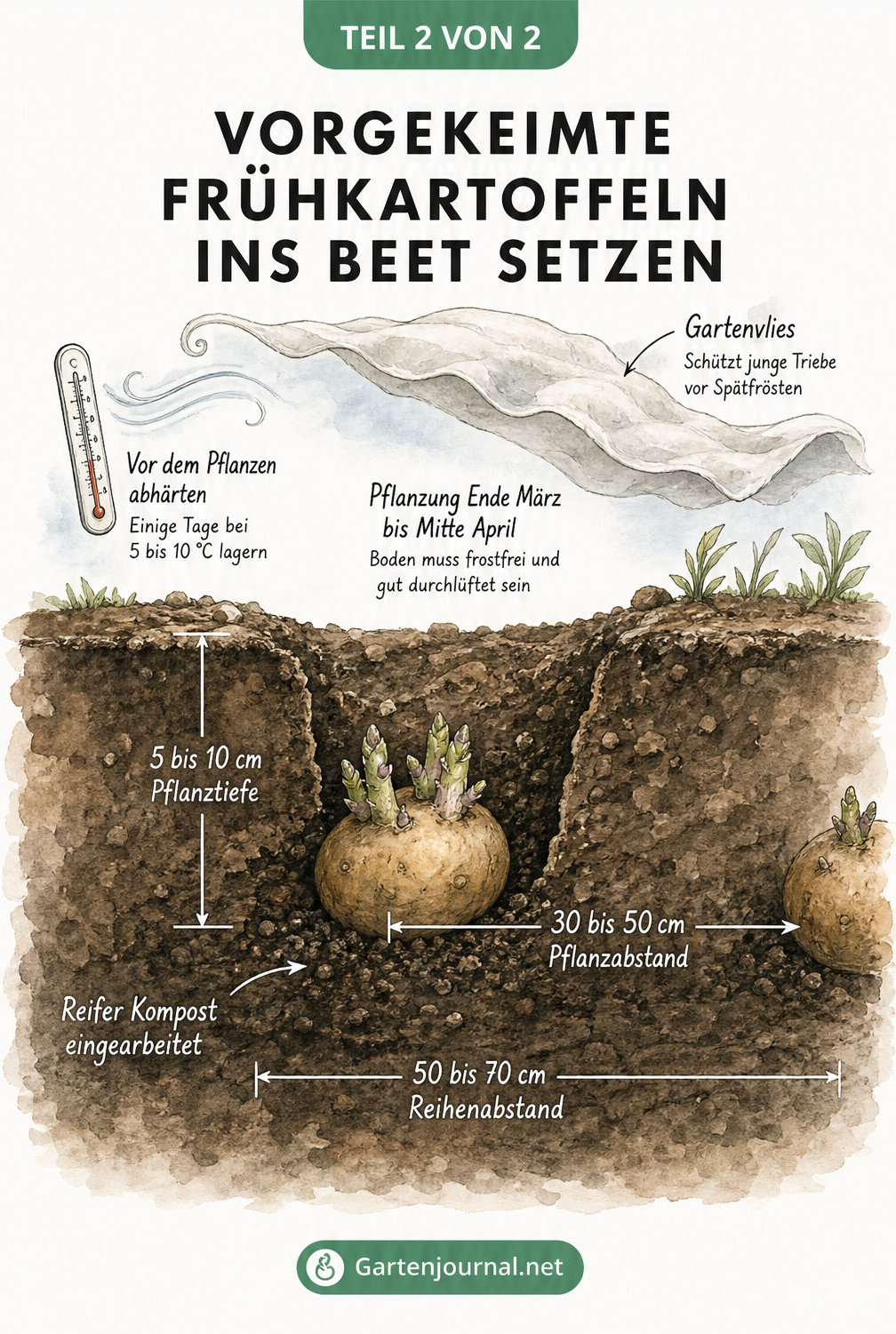 Schnittzeichnung eines Gartenbeets mit einer gepflanzten Frühkartoffel, Pflanztiefe und Abständen