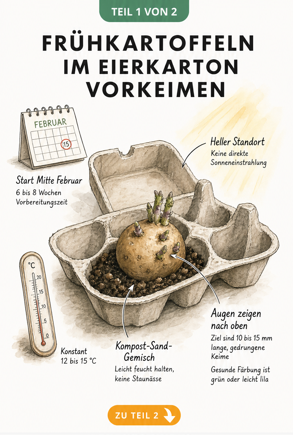 Illustration einer Frühkartoffel in einem Eierkarton mit Angaben zu Temperatur, Standort und Keimdauer