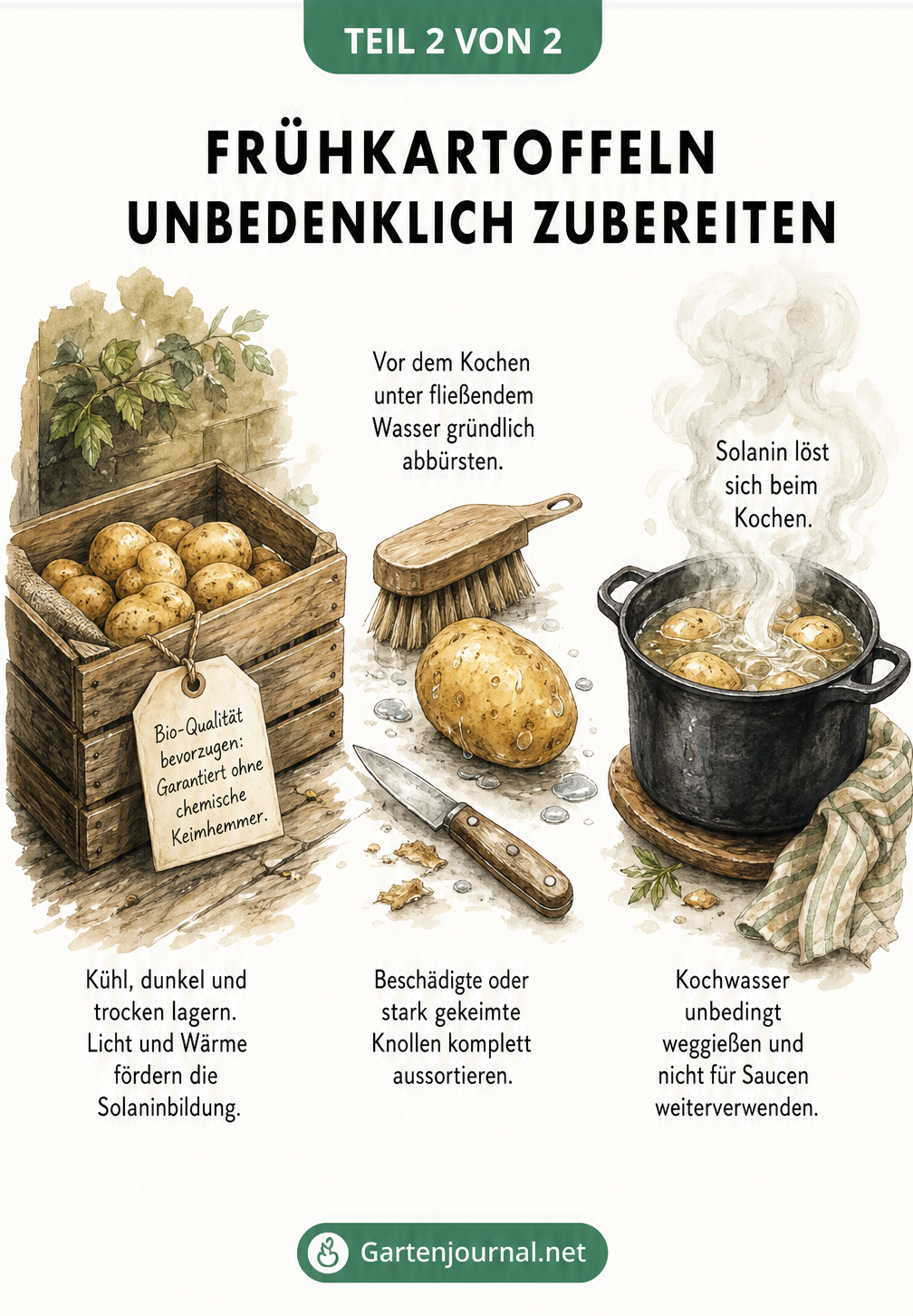 Illustration zur sicheren Zubereitung von Frühkartoffeln: Lagerung in Holzkiste, Abbürsten unter Wasser und Kochen im Topf.