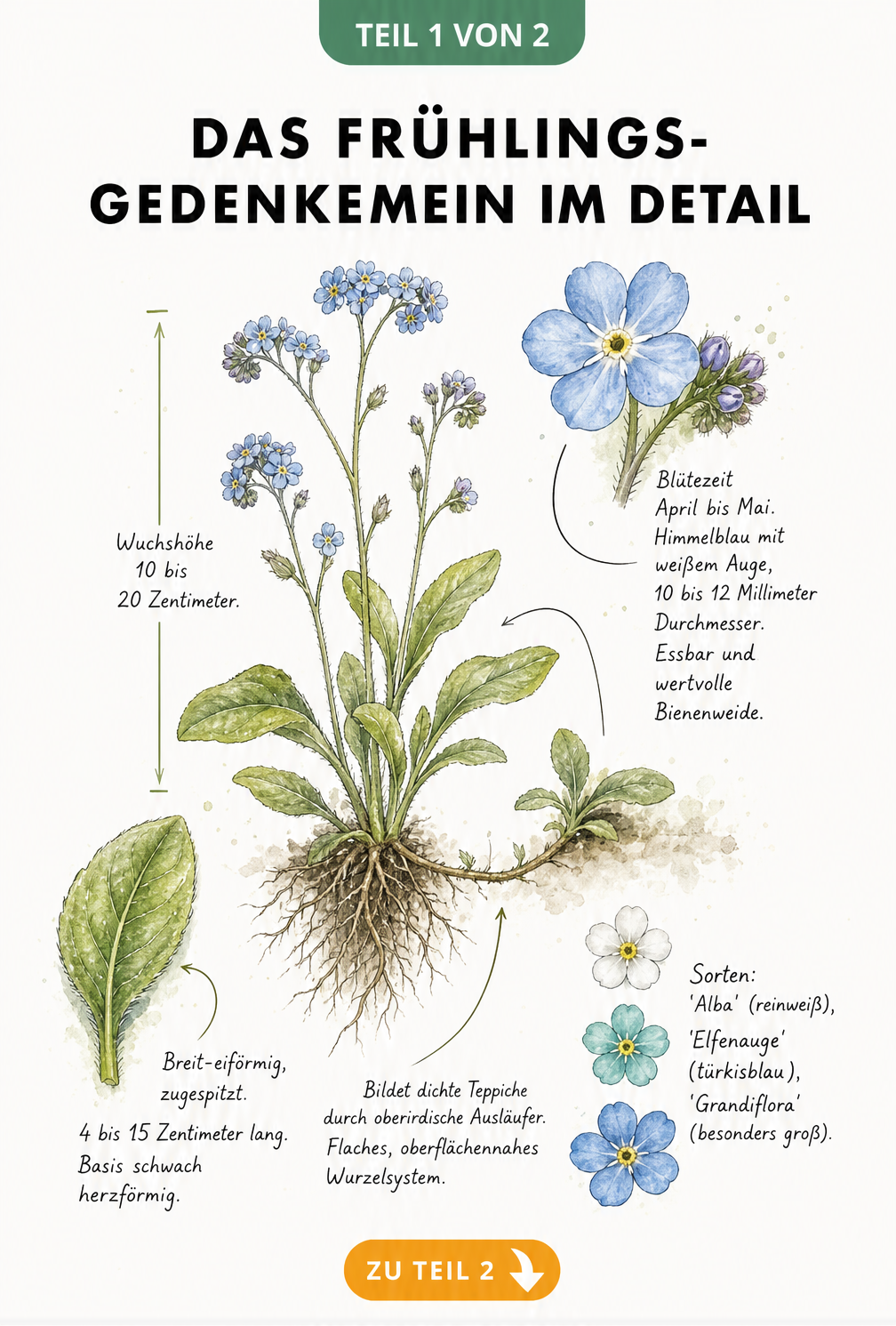 Botanische Illustration des Frühlings-Gedenkemeins mit Details zu Blüte, Wuchshöhe, Blättern und Wurzelwerk