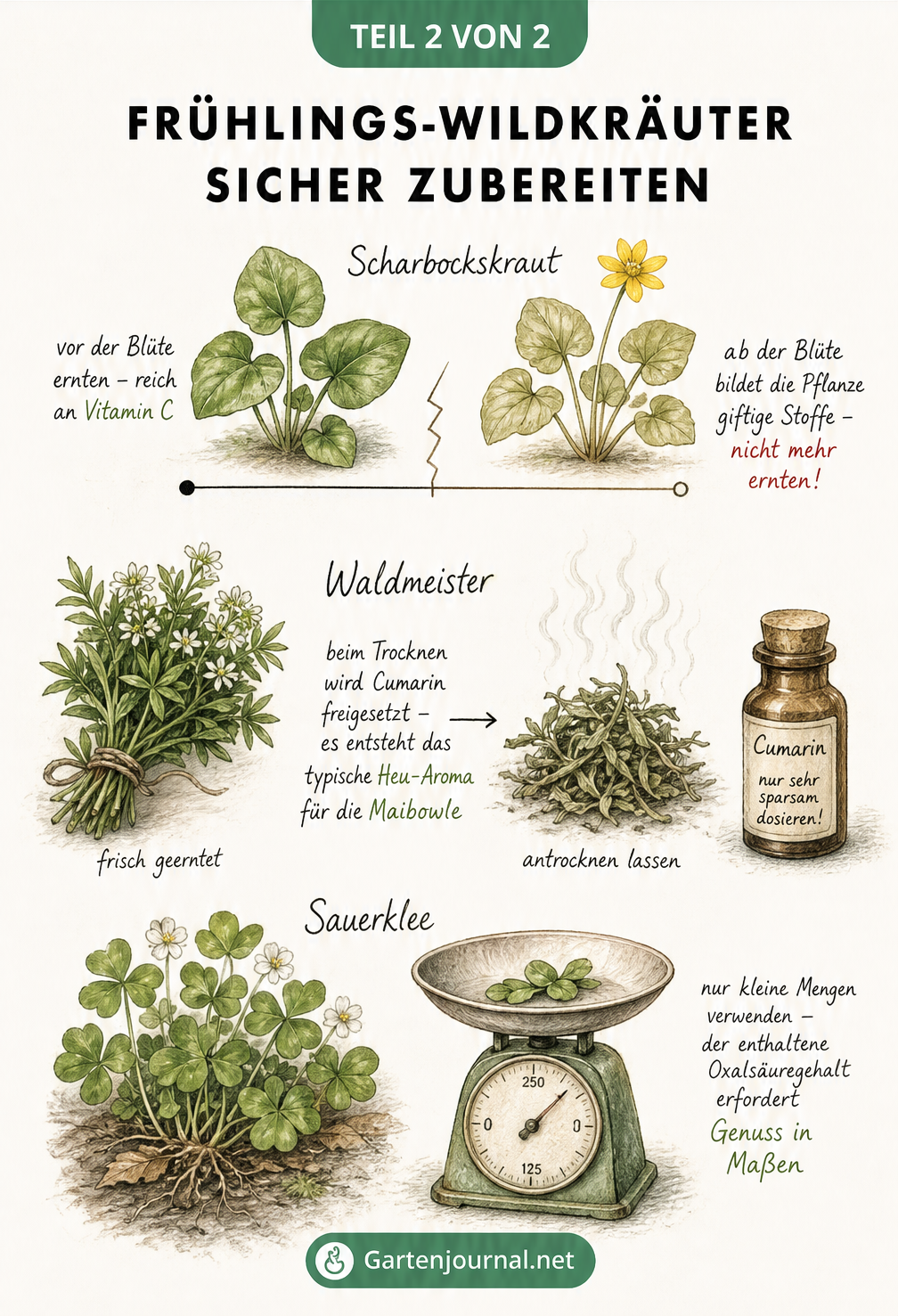 Illustration zur sicheren Zubereitung von Scharbockskraut, Waldmeister und Sauerklee