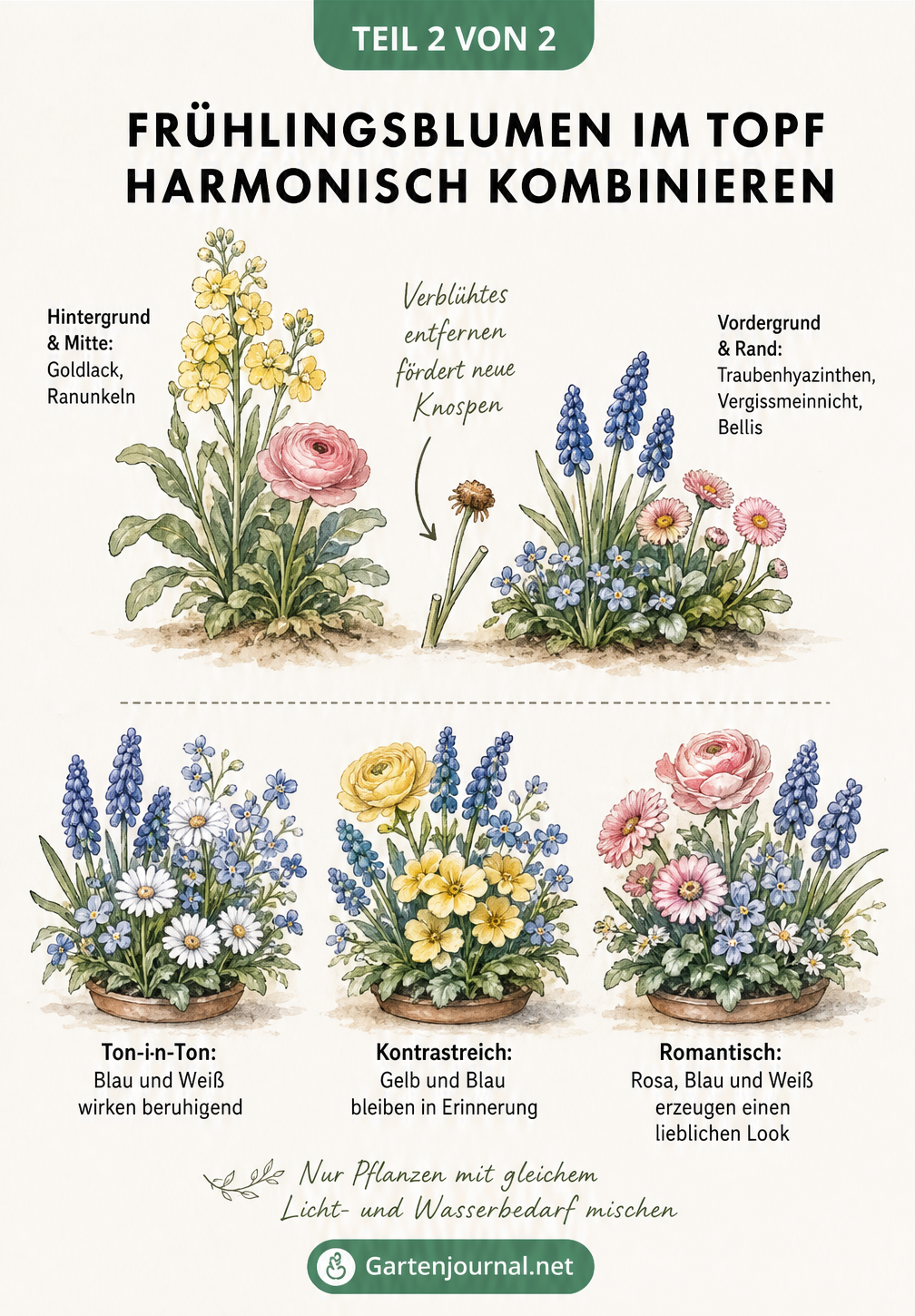 Skizze zur harmonischen Kombination von Frühlingsblumen im Topf mit Wuchshöhen und drei Farbpaletten: Ton-in-Ton, kontrastreich und romantisch.