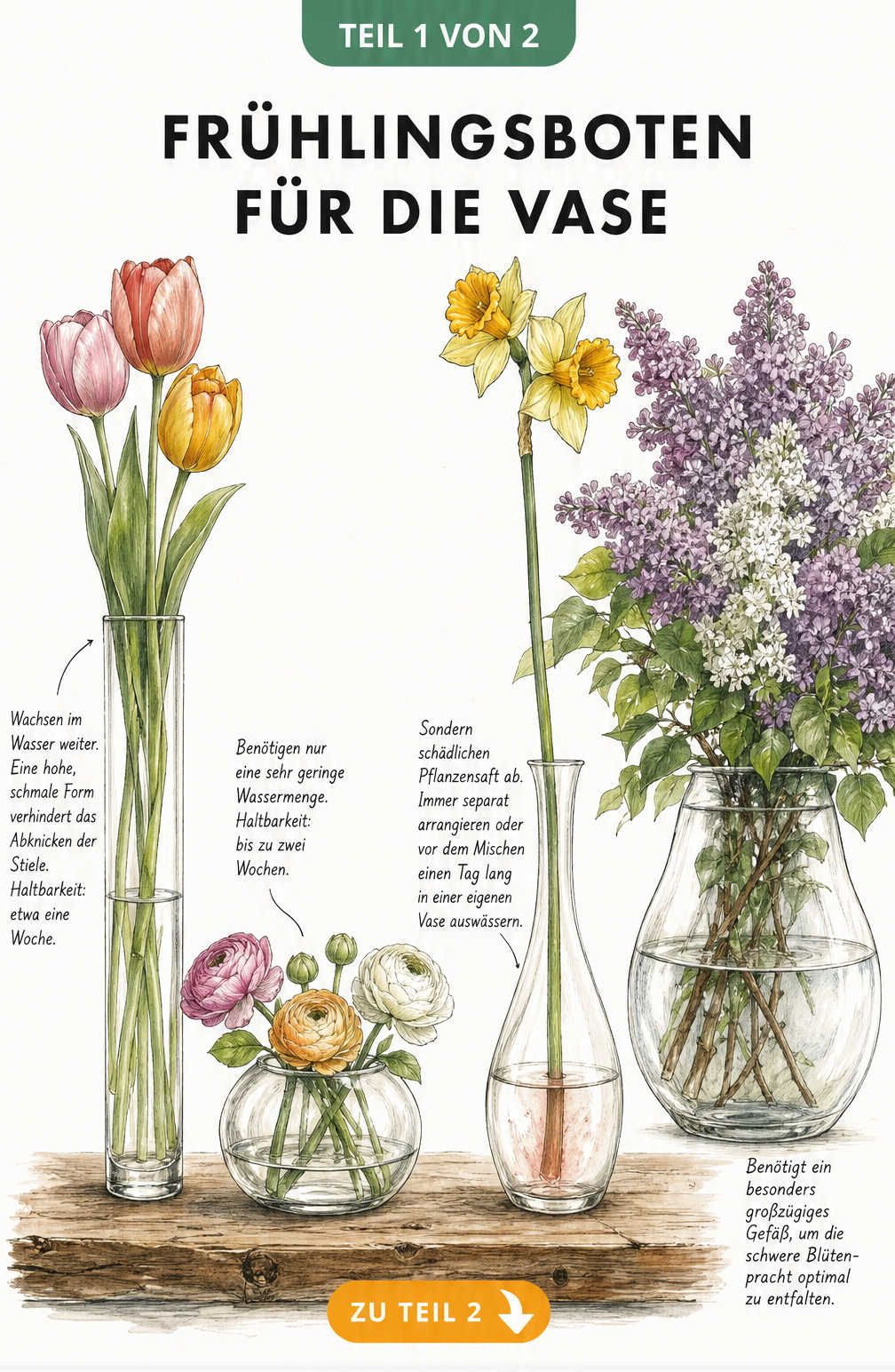 Illustration von vier Glasvasen mit Tulpen, Ranunkeln, Narzissen und Flieder sowie Pflegetipps
