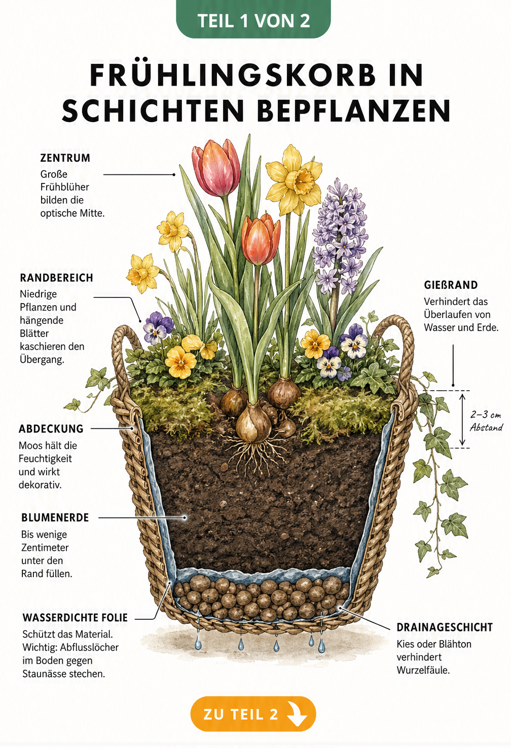 Querschnitt eines bepflanzten Frühlingskorbs mit Drainageschicht, Folie, Blumenerde und Pflanzen wie Tulpen und Hornveilchen.