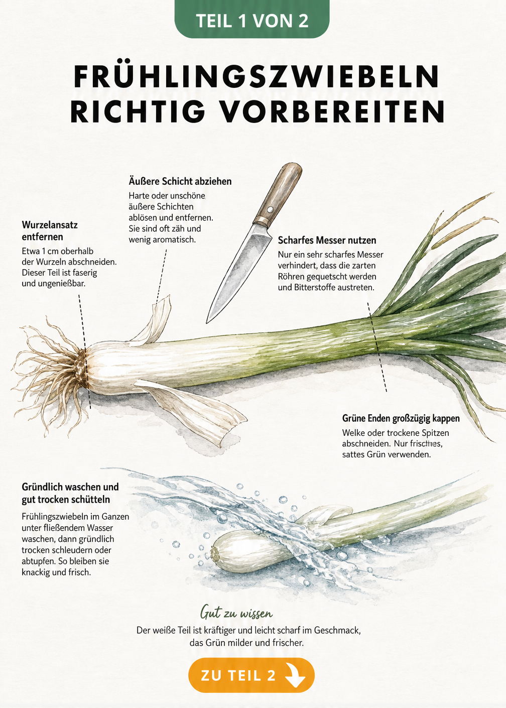 Botanische Illustration einer Frühlingszwiebel mit Markierungen zum Entfernen von Wurzelansatz und welken Blättern sowie Hinweisen zum Waschen.