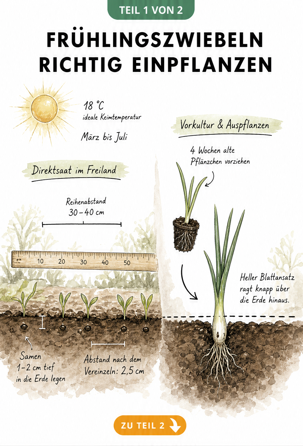 Querschnitt eines Gartenbeets mit Frühlingszwiebeln: Links Direktsaat mit Samen und Maßangaben, rechts Vorkultur mit vorgezogenem Pflänzchen.