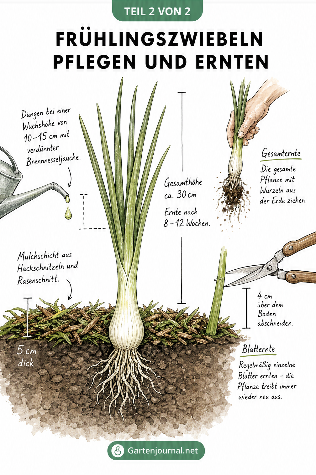 Illustration einer ausgewachsenen Frühlingszwiebel im Erdquerschnitt mit Angaben zu Mulchschicht, Düngung und den beiden Erntemethoden.
