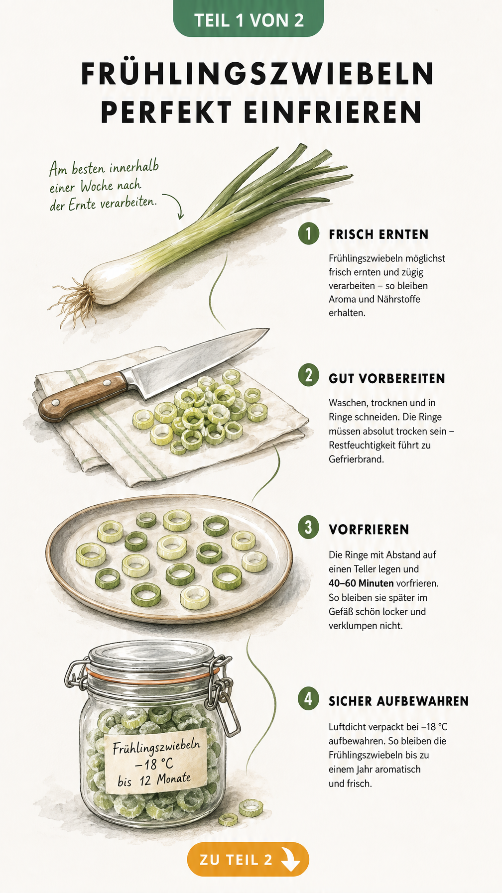 Illustration der Vorbereitung von Frühlingszwiebeln zum Einfrieren mit Trocknen, Schneiden und Vorfrieren