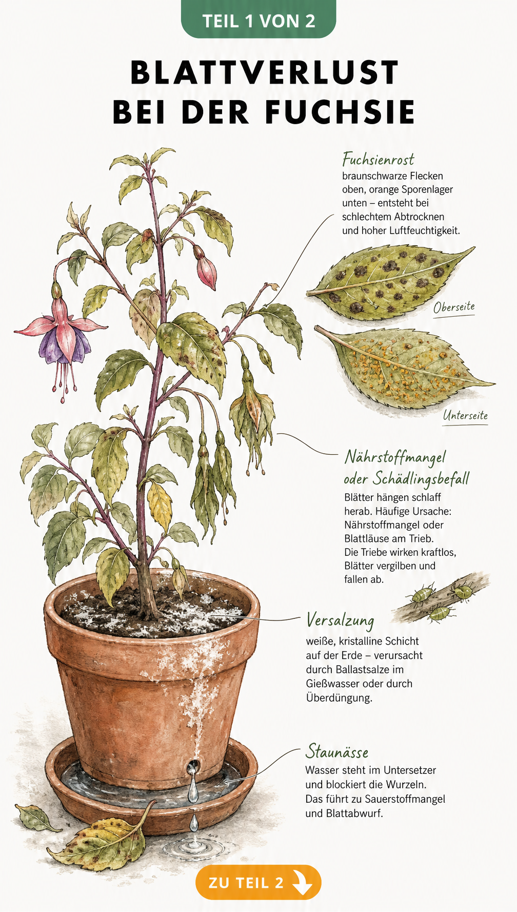 Botanische Illustration einer Fuchsie im Topf mit Schadbildern wie Fuchsienrost, Nährstoffmangel, Versalzung und Staunässe.