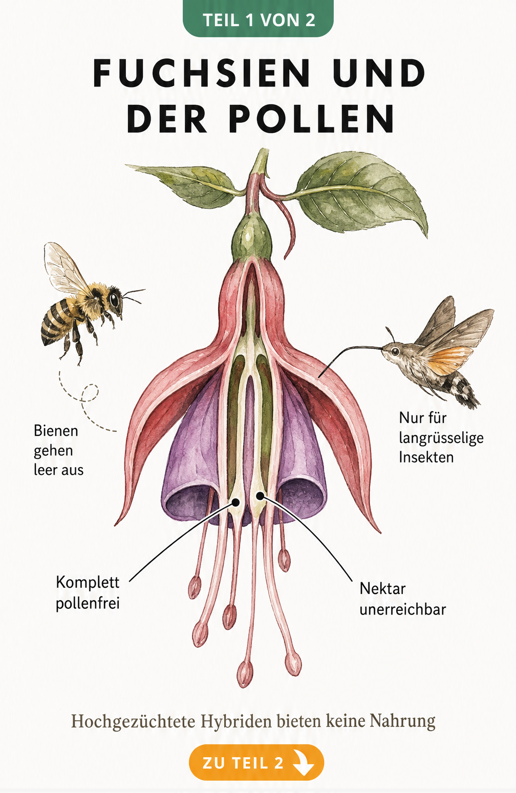 Botanische Illustration einer aufgeschnittenen Fuchsienblüte, die zeigt, warum sie für Bienen keinen Pollen und unerreichbaren Nektar bietet.