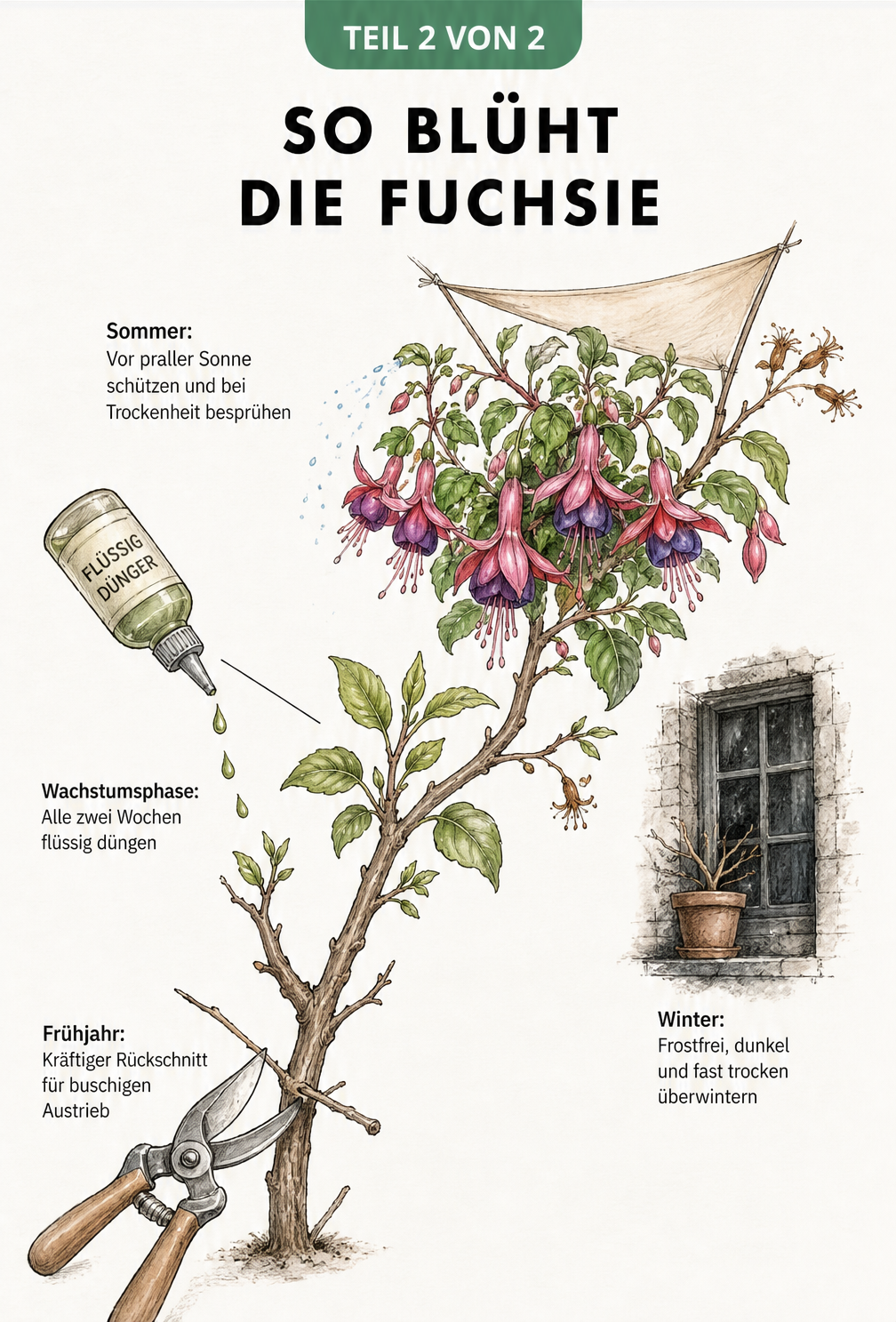 Illustration eines Fuchsienzweigs, der den Pflegezyklus im Jahresverlauf zeigt: Rückschnitt im Frühjahr, Düngen in der Wachstumsphase, Sonnenschutz im Sommer...