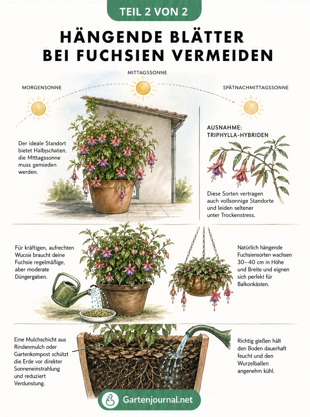 Querschnitt eines Fuchsien-Kübels mit idealem Standort im Halbschatten, Mulchschicht und richtigem Gießverhalten