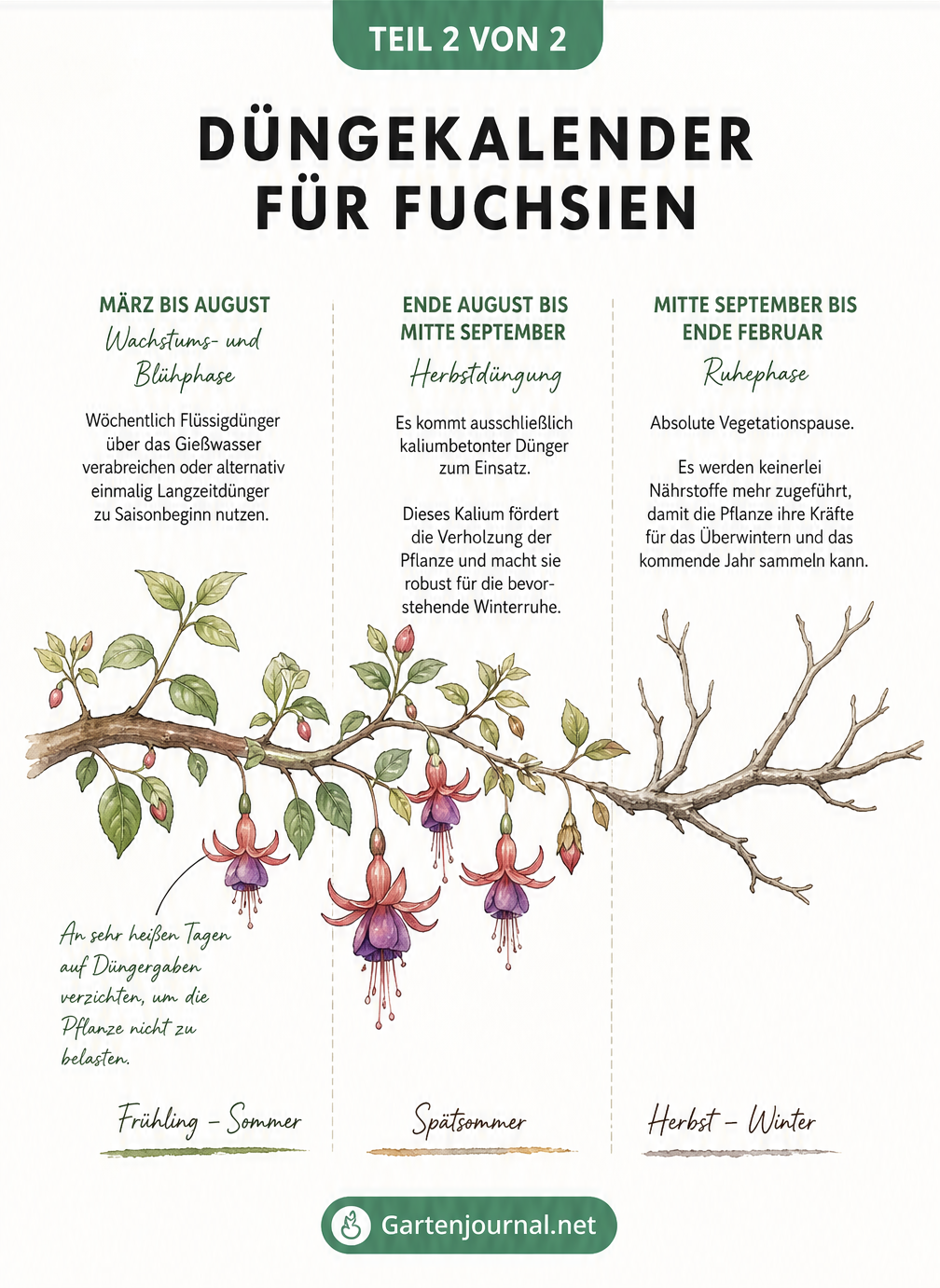 Zeitstrahl als Fuchsien-Zweig, der den Düngekalender von Frühjahr bis Winter mit Wachstums-, Herbst- und Ruhephase zeigt