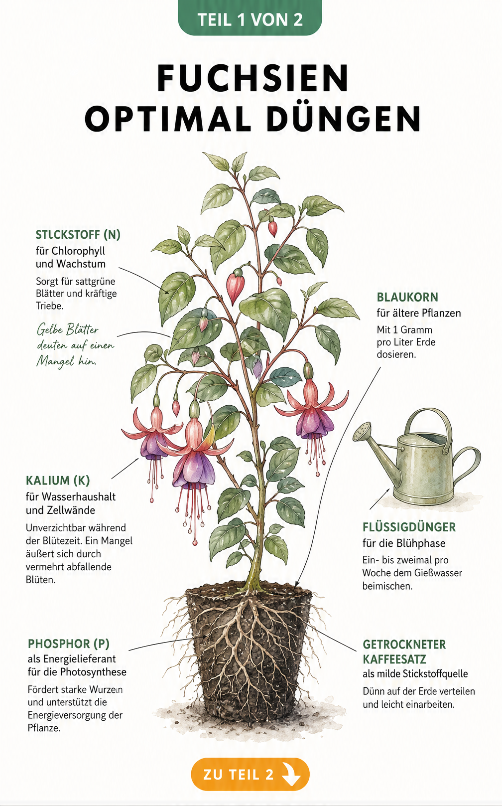 Botanische Illustration einer Fuchsie mit Erklärungen zu Nährstoffen wie Stickstoff, Kalium und Phosphor sowie passenden Düngemitteln