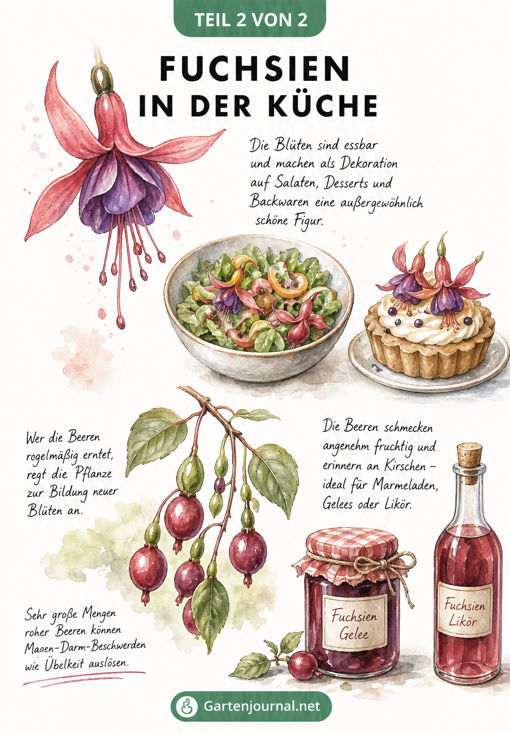 Botanische Illustration von Fuchsienblüten und Beeren mit Salatschüssel, Törtchen und Einmachglas