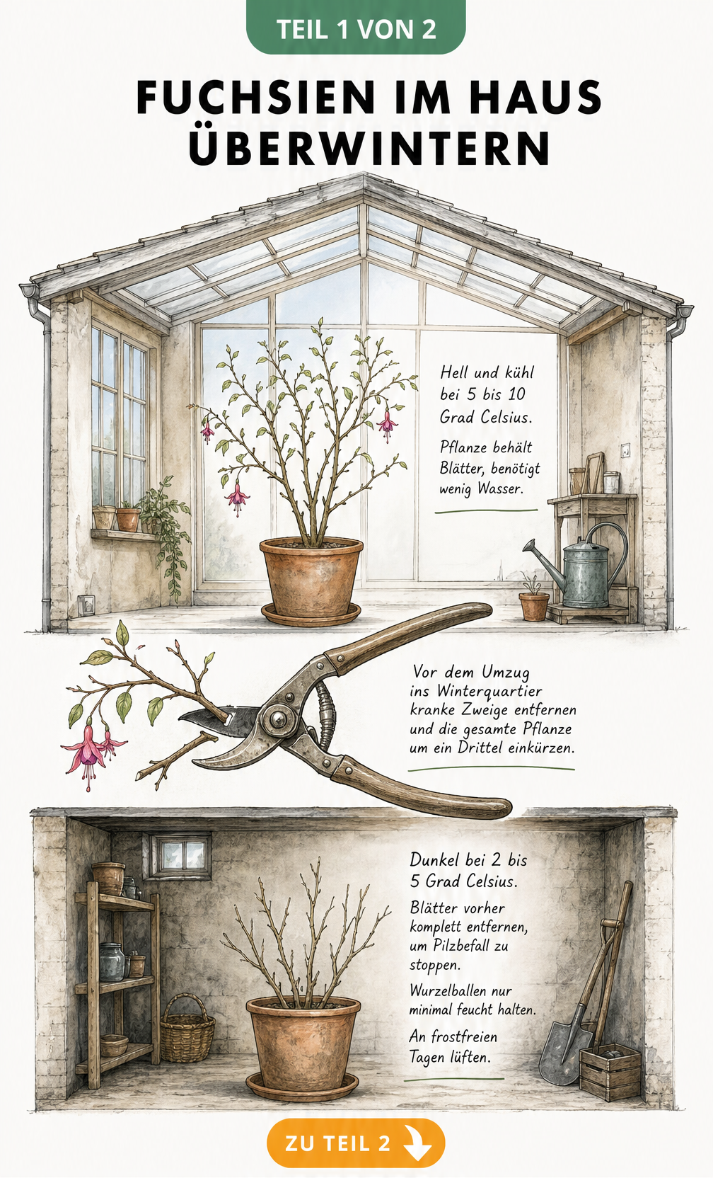 Schnittgrafik eines Hauses mit Wintergarten und Keller zur Überwinterung von Fuchsien