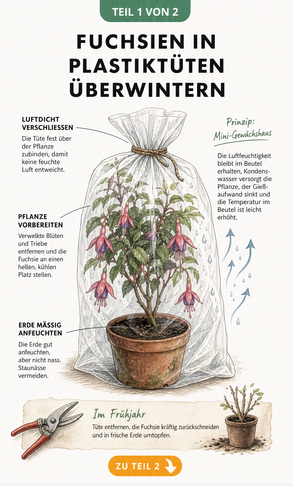 Botanische Illustration einer Fuchsie im Topf, die luftdicht in einer Plastiktüte verschlossen ist, mit Erklärungen zur Vorbereitung und zum Gewächshaus-Effekt.