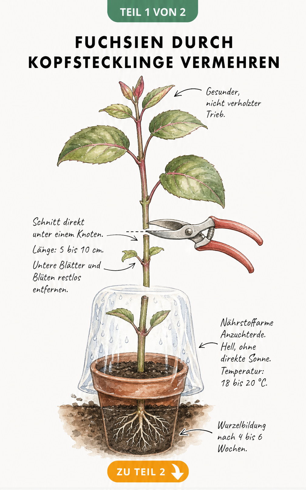 Botanische Illustration eines Fuchsientriebs, der für die Vermehrung durch Kopfstecklinge vorbereitet wird, mit Gartenschere und Anzuchttopf.