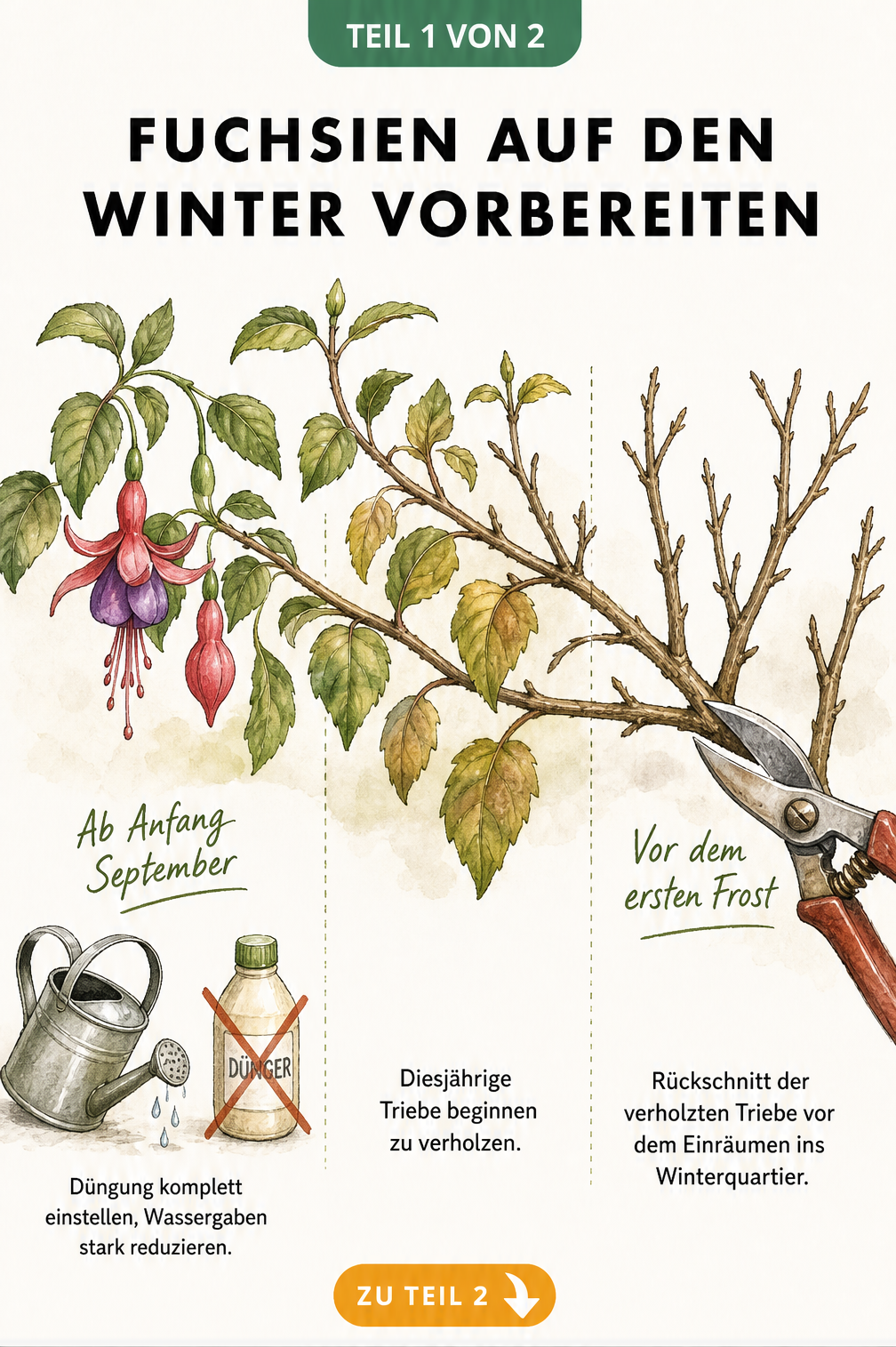 Botanische Illustration eines Fuchsienzweigs, der vom Spätsommer bis zum Spätherbst verholzt, mit Hinweisen zur reduzierten Pflege.