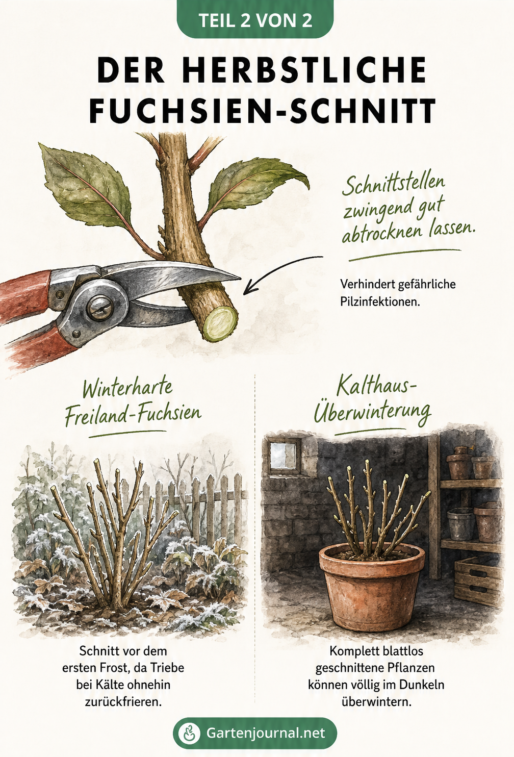 Zeichnung eines Fuchsienstängels beim Rückschnitt mit Hinweisen zur Überwinterung im Freiland und Kalthaus.