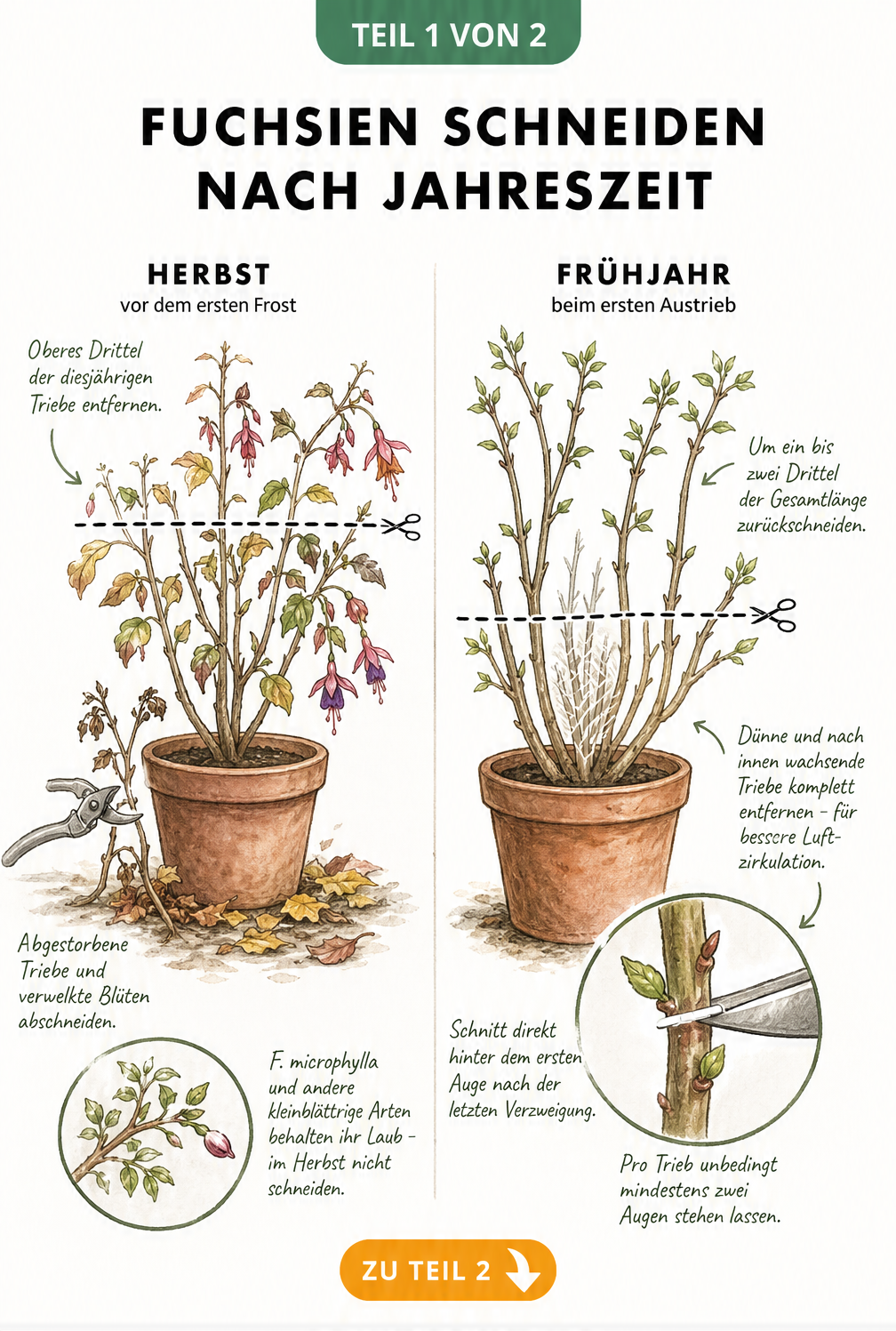 Illustration einer Fuchsie im Herbst und Frühjahr mit Markierungen für den richtigen Rückschnitt