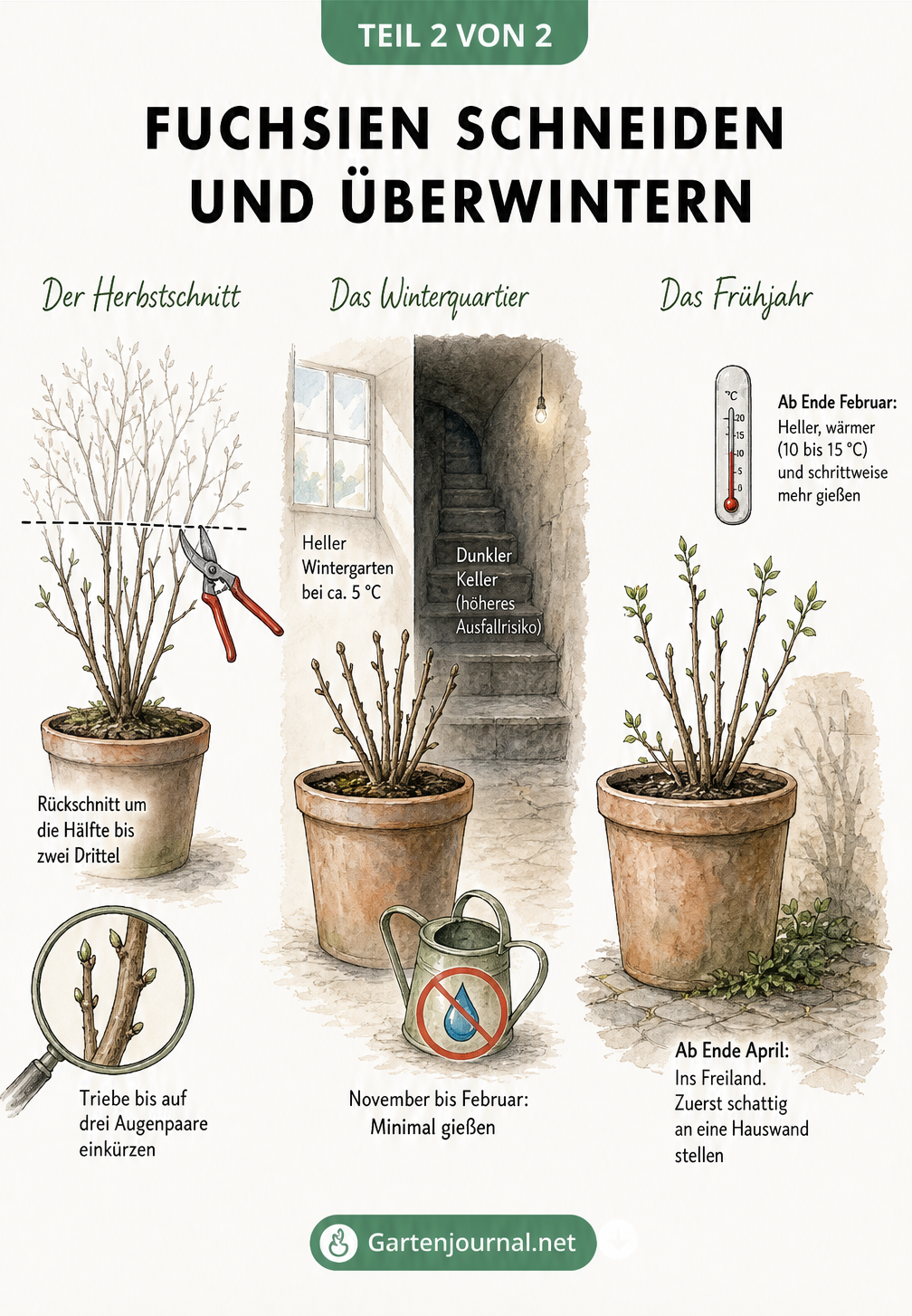 Illustration des zeitlichen Ablaufs vom Herbstschnitt einer Fuchsie über das Winterquartier bis zum Frühjahrsaustrieb.