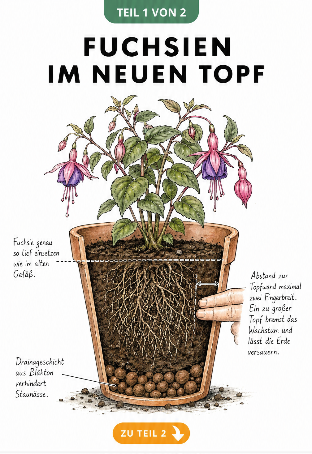 Querschnitt eines bepflanzten Terrakottatopfs mit einer Fuchsie, der Drainageschicht, Pflanztiefe und den optimalen Abstand zur Topfwand zeigt