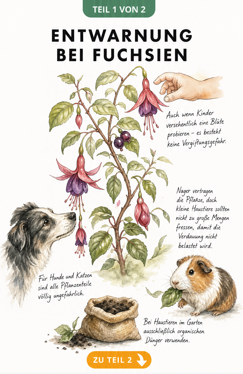 Aquarell-Illustration einer Fuchsie mit Hund, Meerschweinchen und Kinderhand, die zeigt, dass die Pflanze ungiftig ist