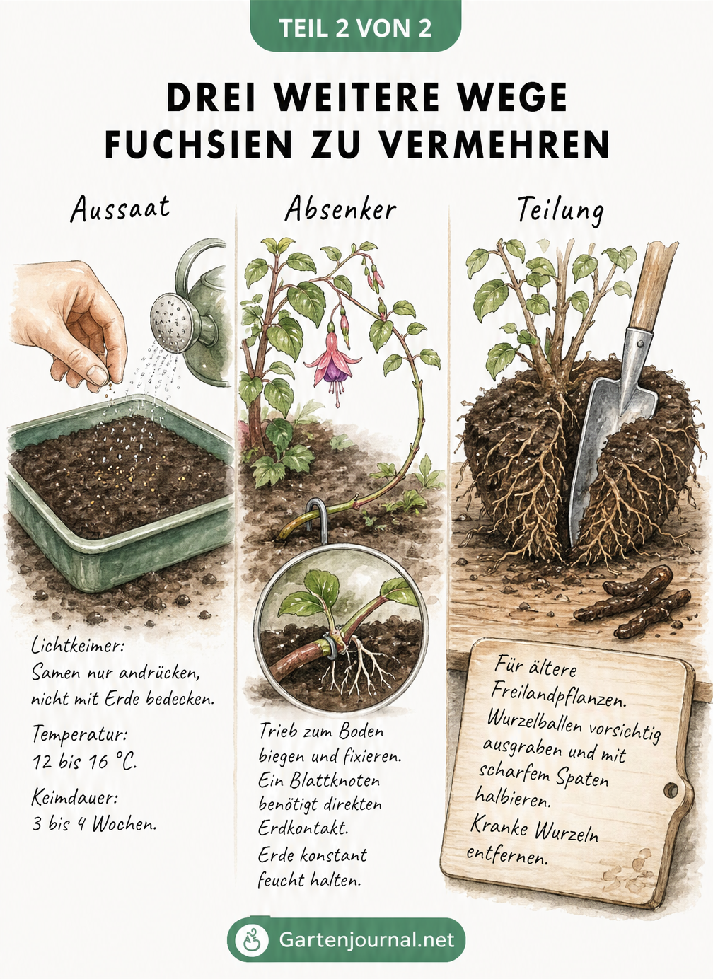 Aquarell-Illustration von drei weiteren Methoden zur Fuchsien-Vermehrung: Aussaat in einer Schale, Absenker im Freiland und Teilung des Wurzelballens.