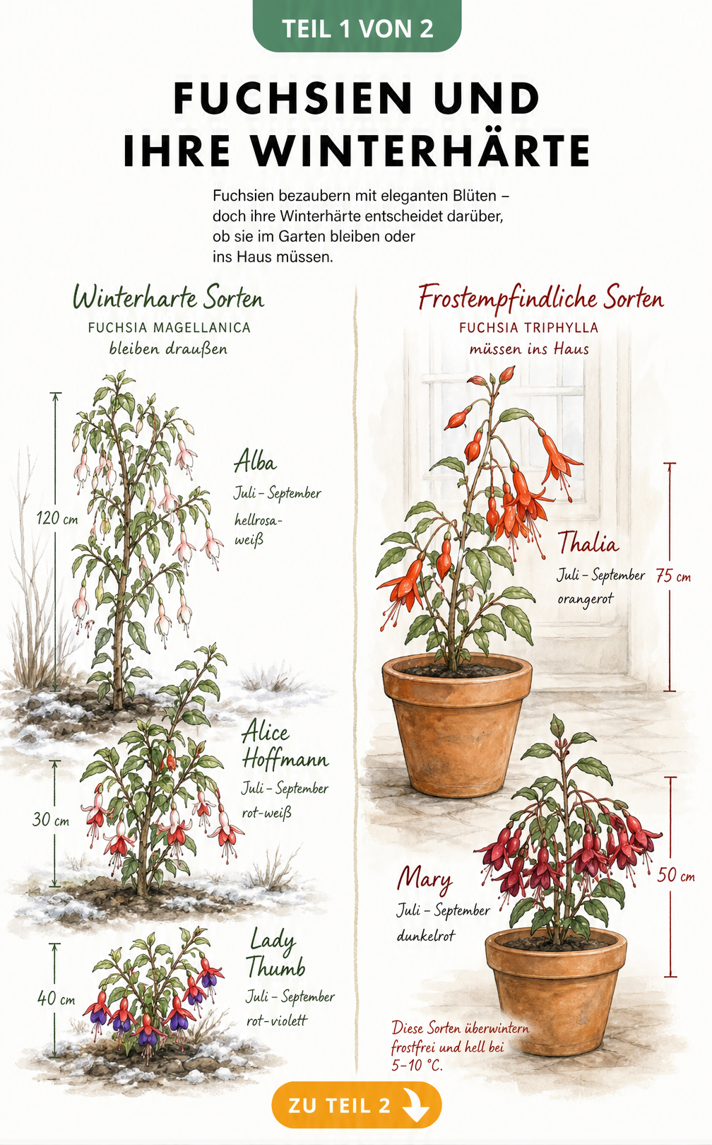 Botanische Tafel mit winterharten und frostempfindlichen Fuchsiensorten im Vergleich