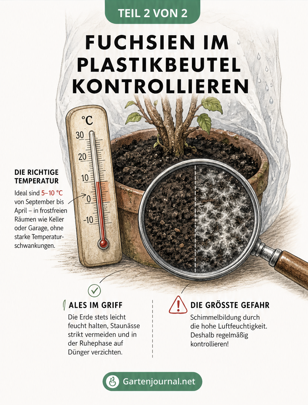 Illustration einer Fuchsie im Topf mit Thermometer bei 5 bis 10 Grad und einer Lupe, die gesunde Erde und Schimmelbildung als Warnung zeigt.