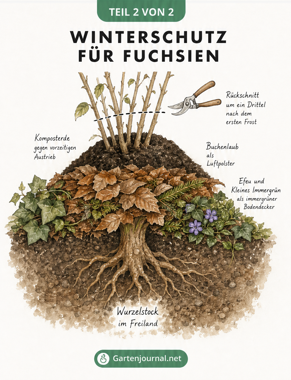 Querschnitt-Illustration eines Gartenbeets, die den Winterschutz für Fuchsien mit Komposterde und Buchenlaub zeigt