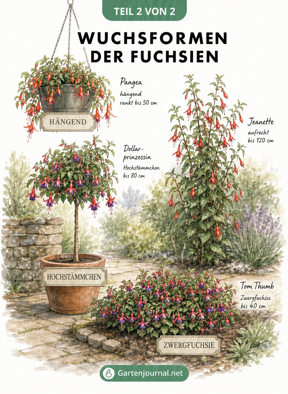 Illustration verschiedener Wuchsformen von Fuchsien im Garten