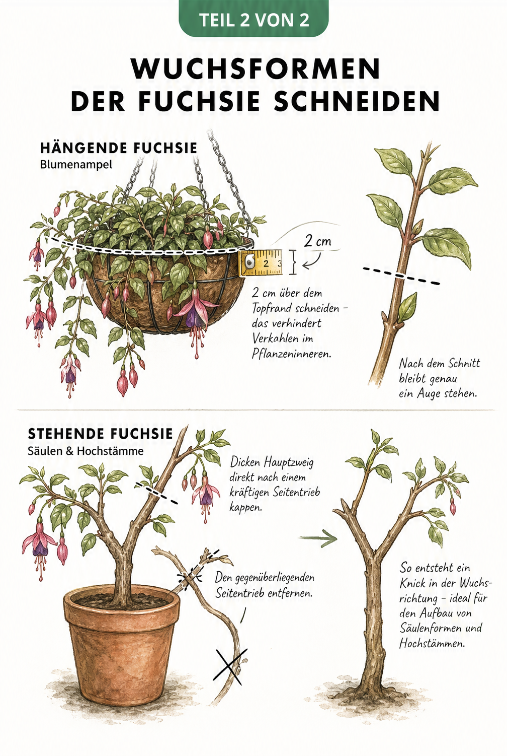 Zeichnung einer hängenden und einer stehenden Fuchsie mit Schnittlinien für die jeweilige Wuchsform