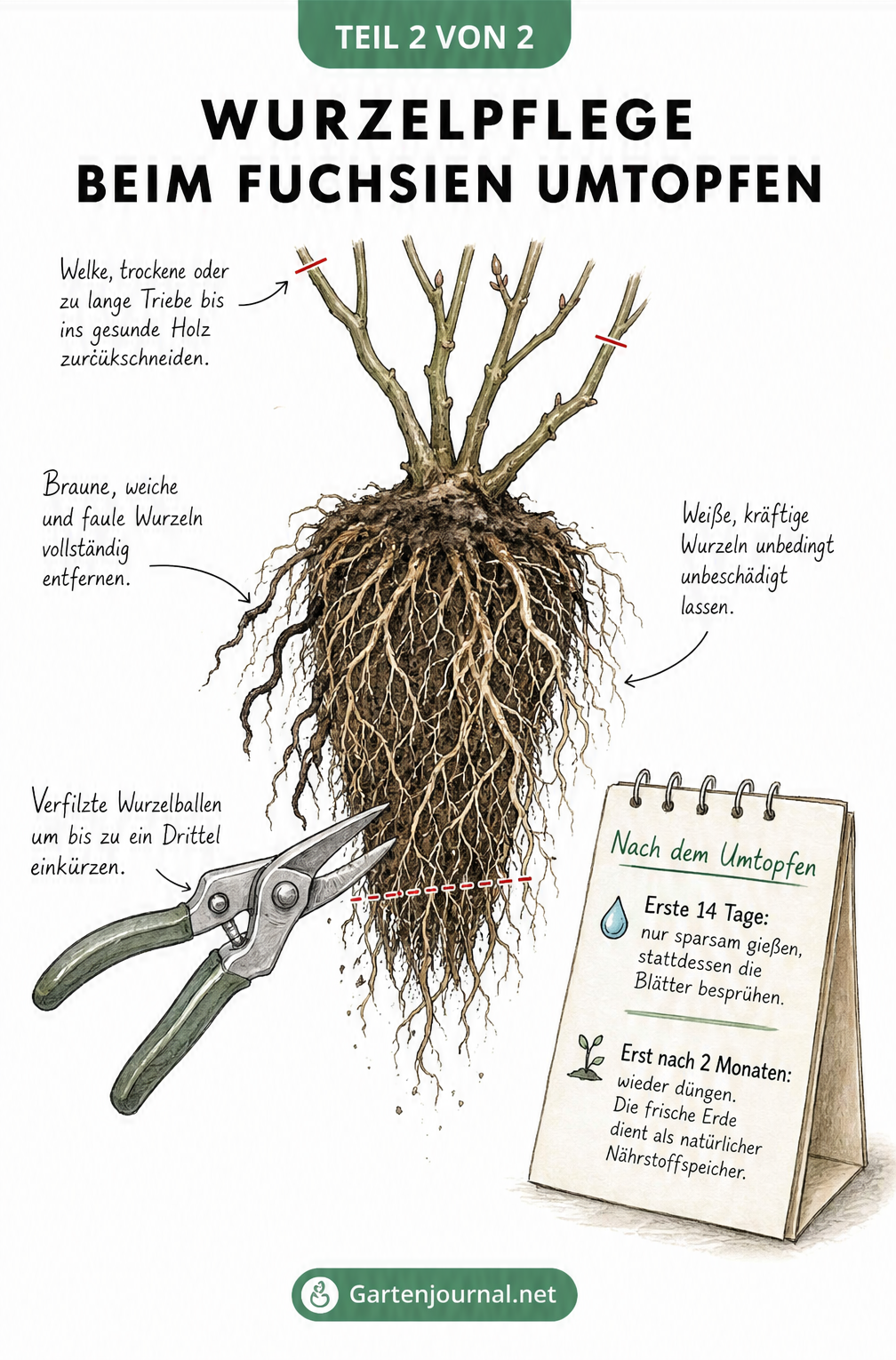 Illustration einer unbelaubten Fuchsie mit Fokus auf den Wurzelballen, der mit einer Gartenschere beschnitten wird, sowie Pflegehinweisen