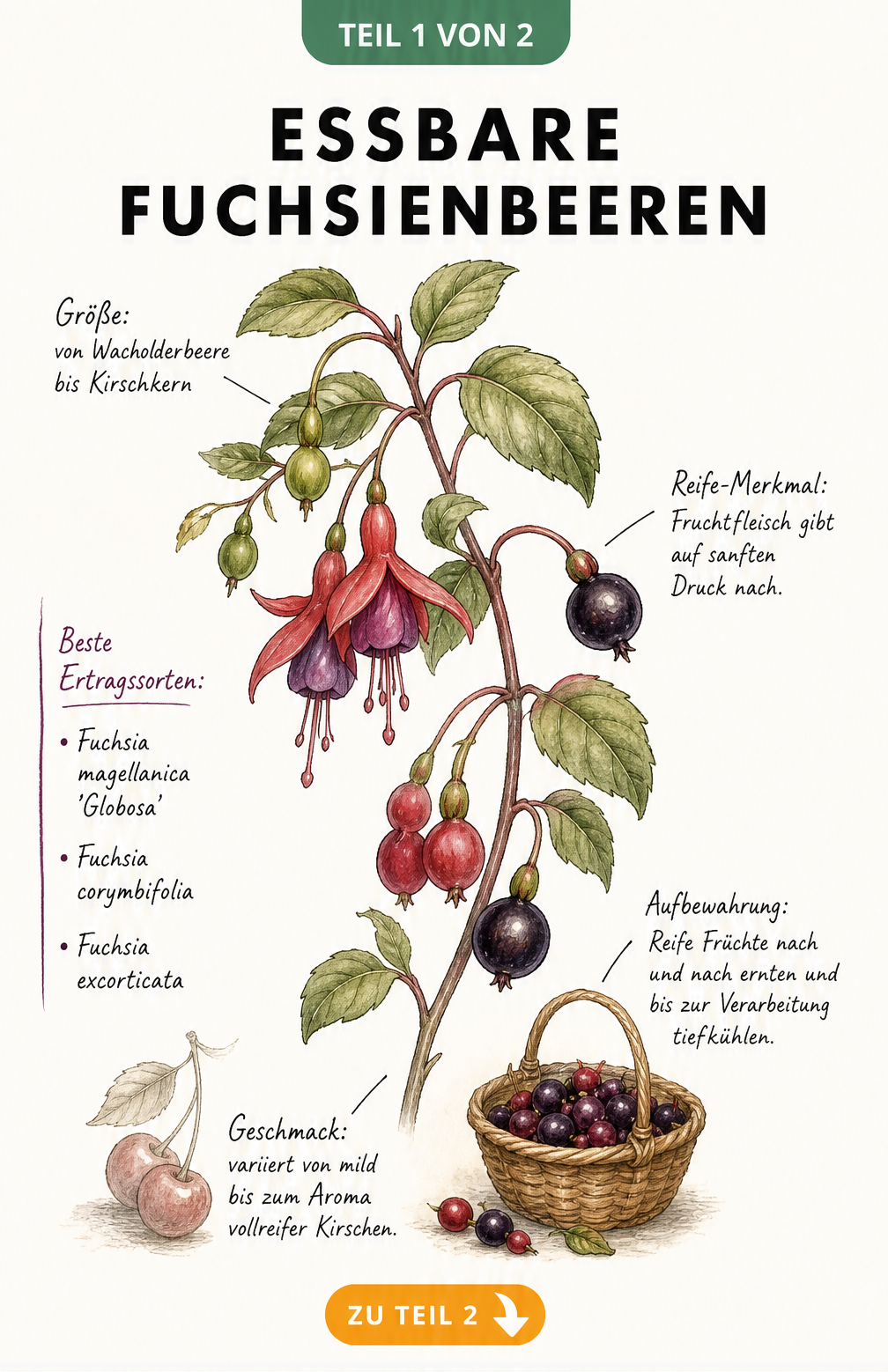 Botanische Illustration eines Fuchsienzweigs mit Blüten und Beeren in verschiedenen Reifestadien sowie Erntehinweisen