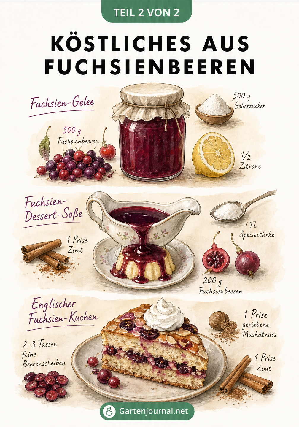 Illustration von Rezepten mit Fuchsienbeeren: Fuchsien-Gelee, Dessert-Soße und Englischer Fuchsien-Kuchen mit Zutaten